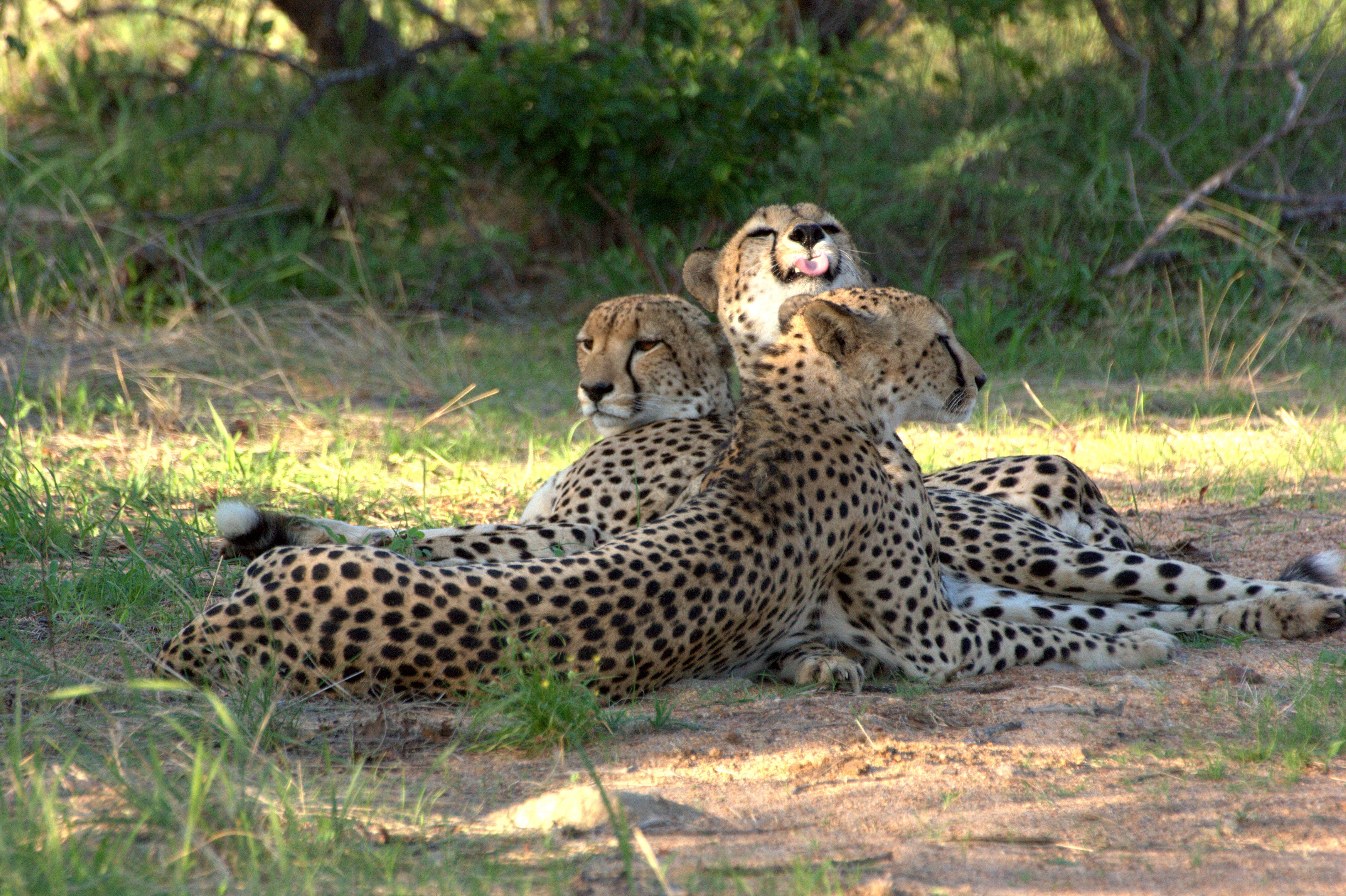 Karongwe Portfolio- Shiduli Private Game Lodge Karongwe Game Reserve Εξωτερικό φωτογραφία