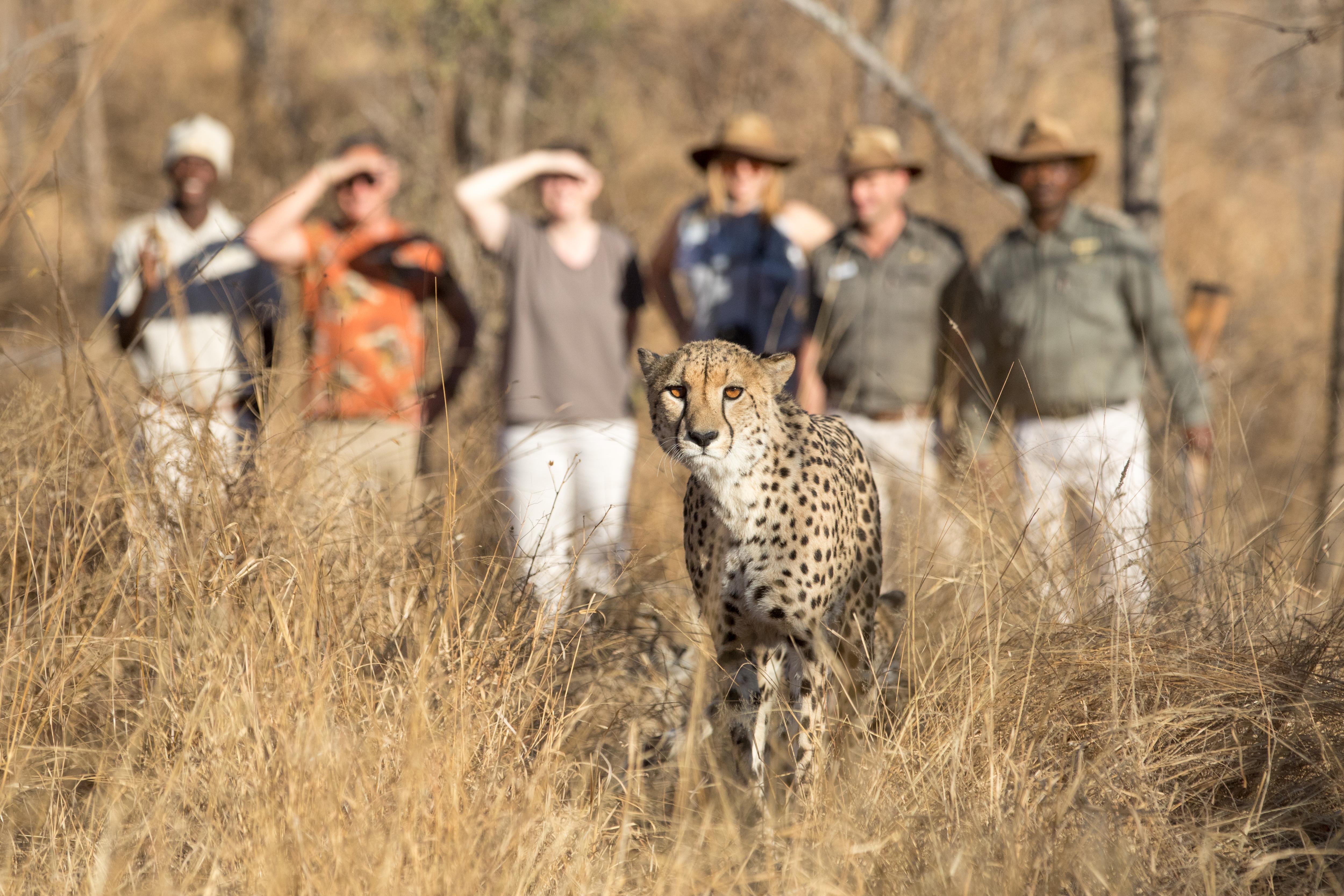 Karongwe Portfolio- Shiduli Private Game Lodge Karongwe Game Reserve Εξωτερικό φωτογραφία