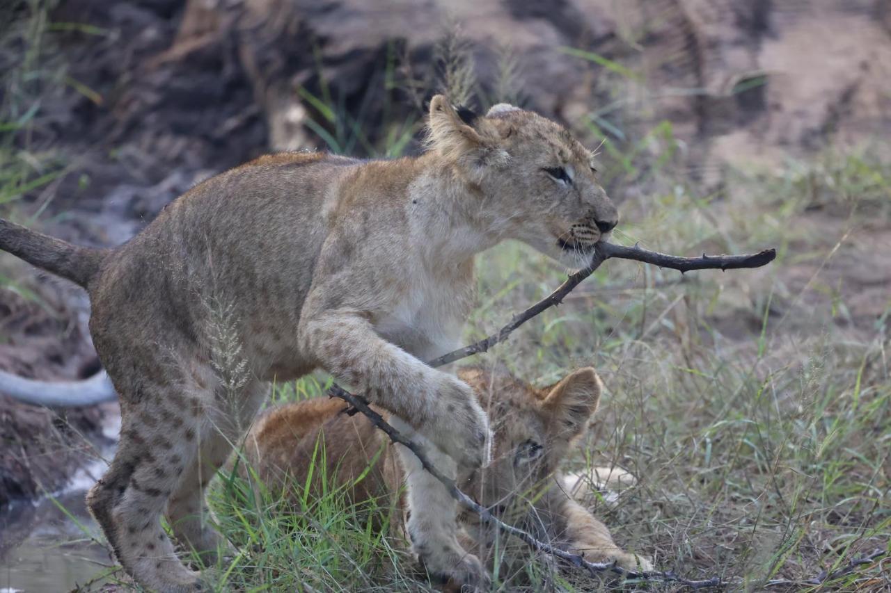 Karongwe Portfolio- Shiduli Private Game Lodge Karongwe Game Reserve Εξωτερικό φωτογραφία