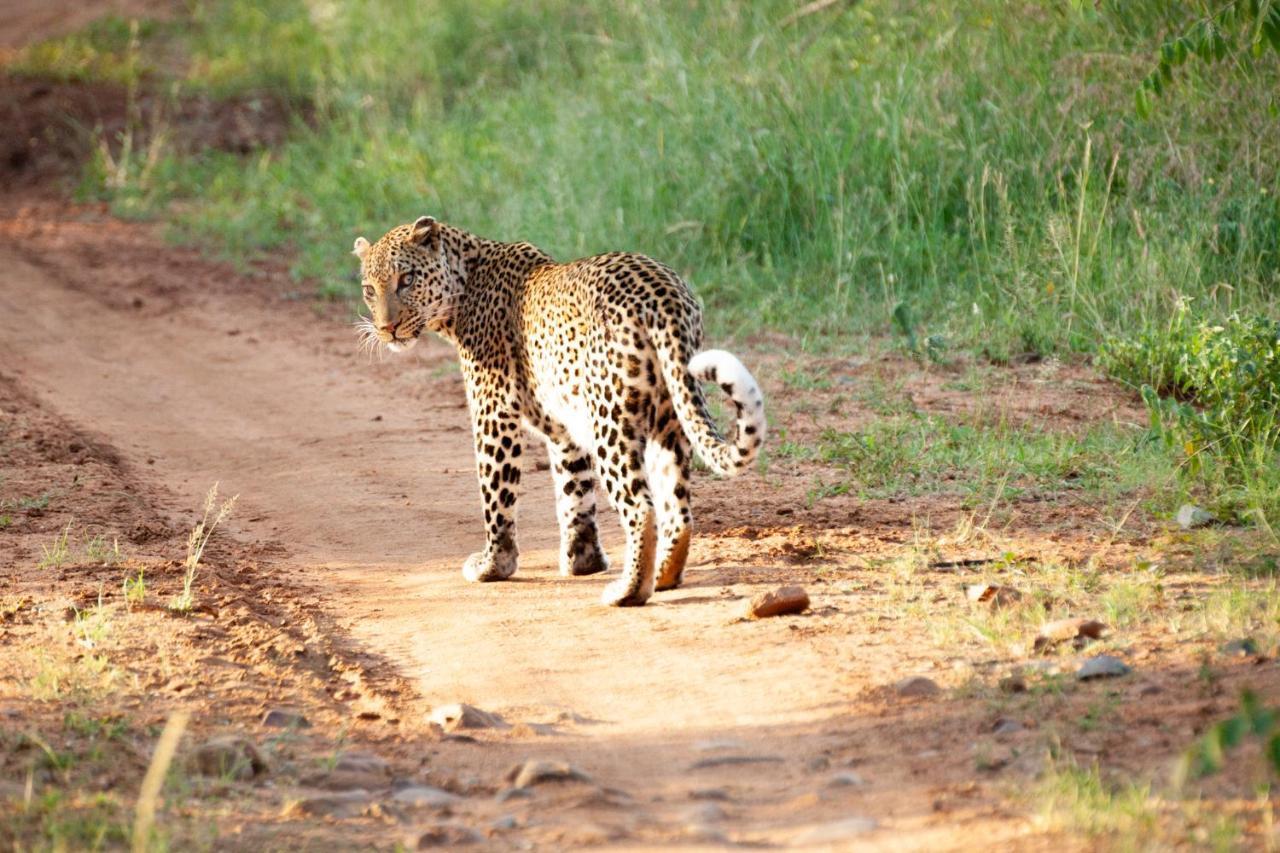 Karongwe Portfolio- Shiduli Private Game Lodge Karongwe Game Reserve Εξωτερικό φωτογραφία