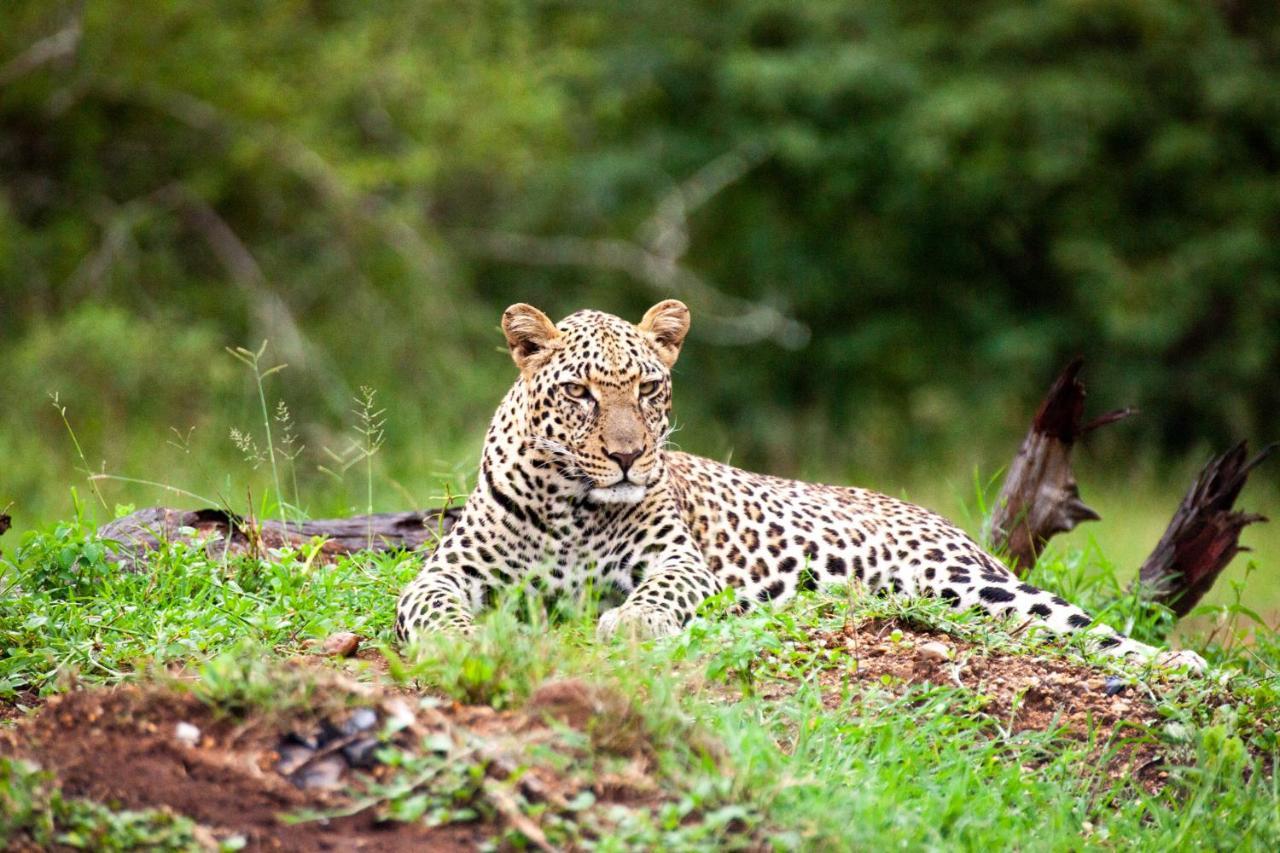 Karongwe Portfolio- Shiduli Private Game Lodge Karongwe Game Reserve Εξωτερικό φωτογραφία