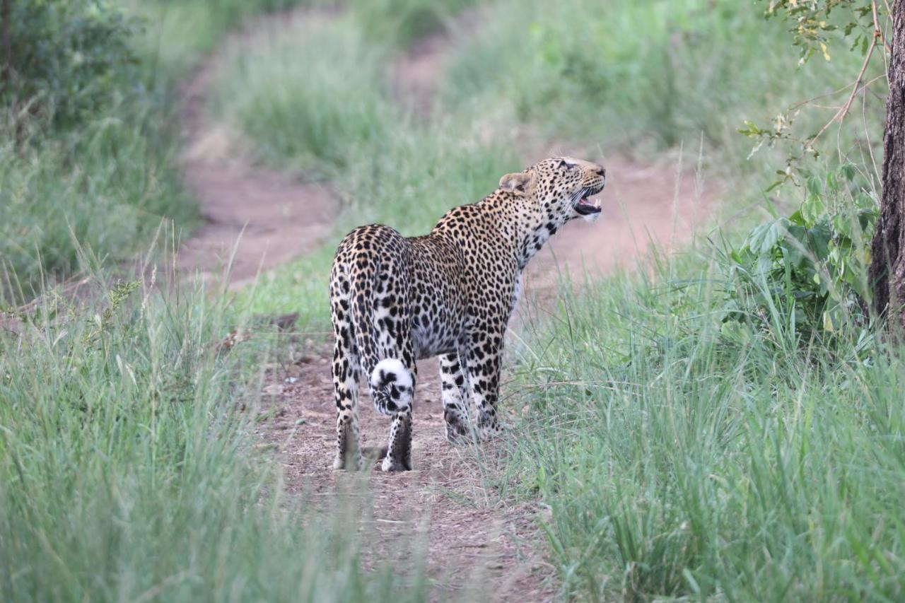 Karongwe Portfolio- Shiduli Private Game Lodge Karongwe Game Reserve Εξωτερικό φωτογραφία