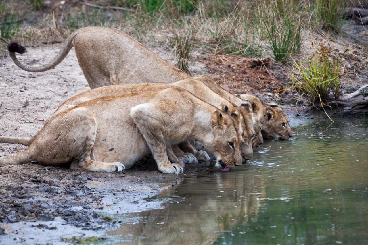 Karongwe Portfolio- Shiduli Private Game Lodge Karongwe Game Reserve Εξωτερικό φωτογραφία