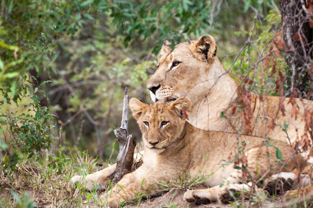 Karongwe Portfolio- Shiduli Private Game Lodge Karongwe Game Reserve Εξωτερικό φωτογραφία