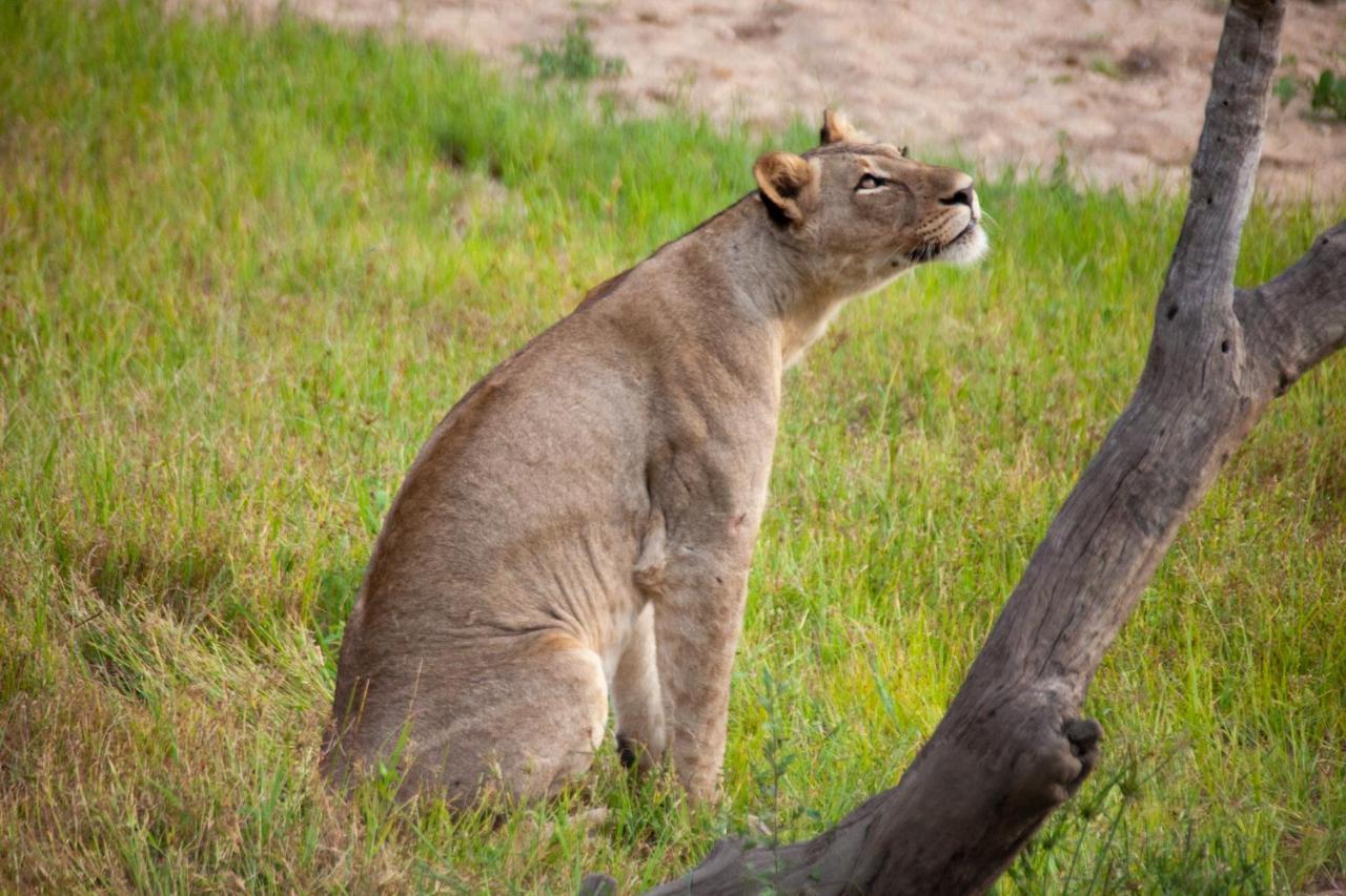 Karongwe Portfolio- Shiduli Private Game Lodge Karongwe Game Reserve Εξωτερικό φωτογραφία
