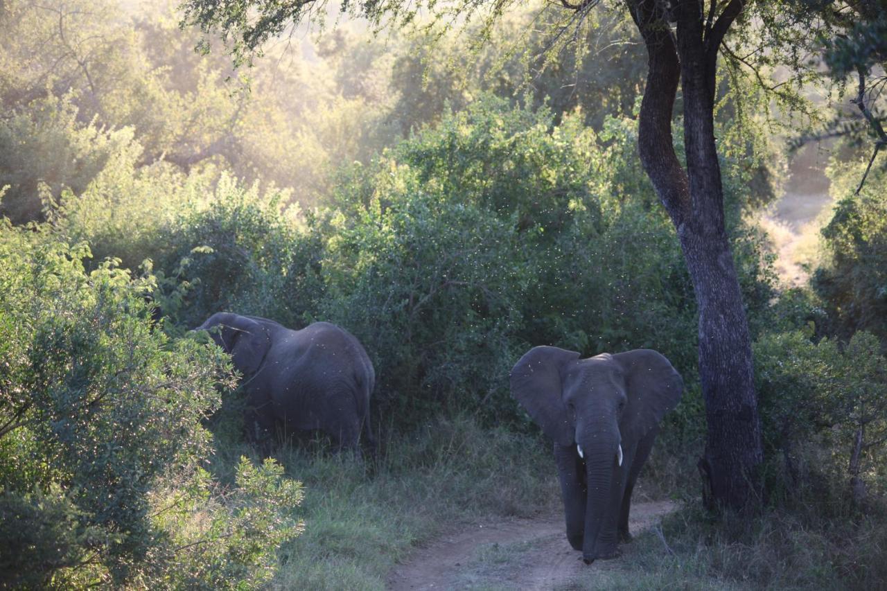 Karongwe Portfolio- Shiduli Private Game Lodge Karongwe Game Reserve Εξωτερικό φωτογραφία