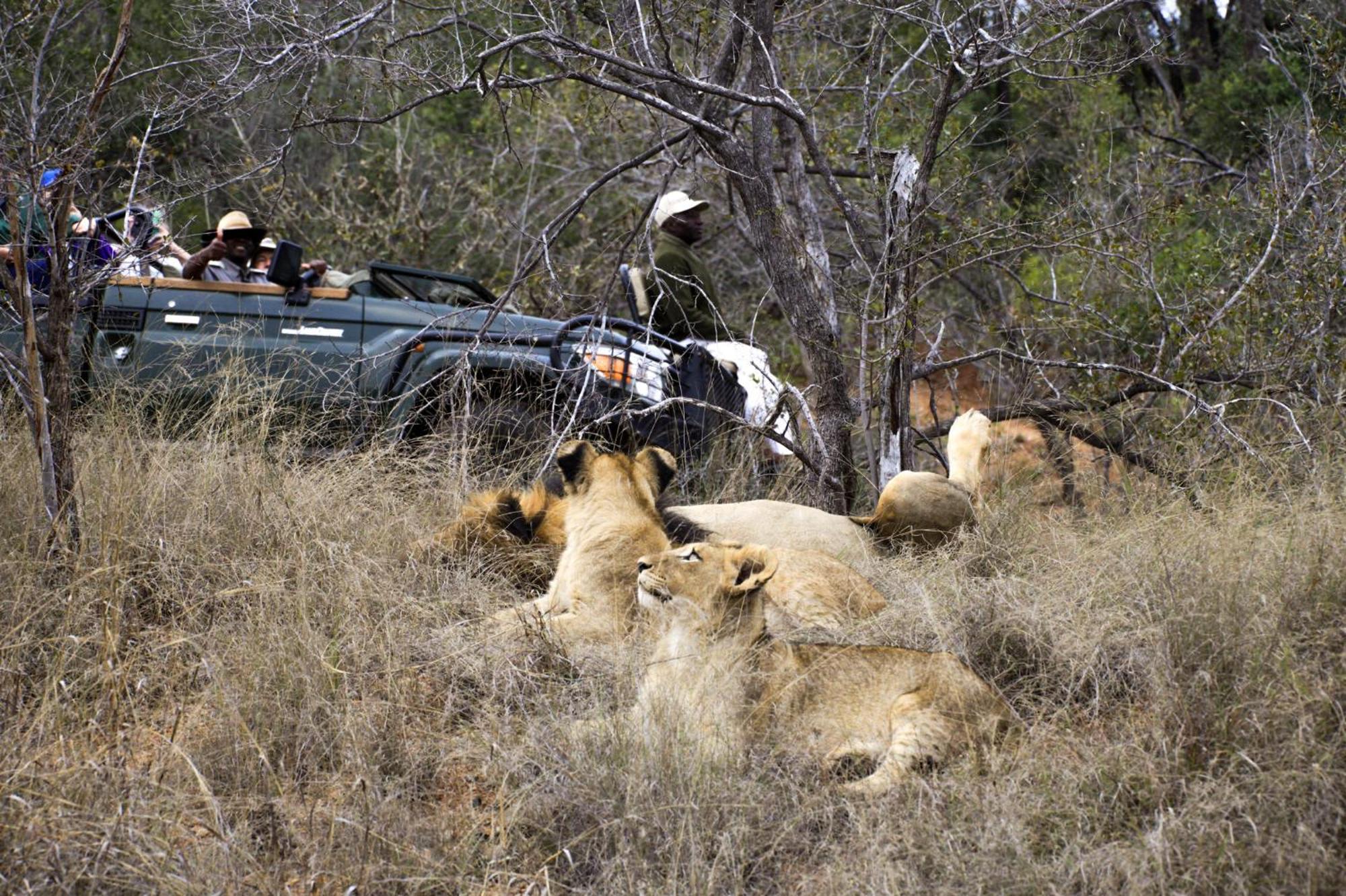 Karongwe Portfolio- Shiduli Private Game Lodge Karongwe Game Reserve Εξωτερικό φωτογραφία