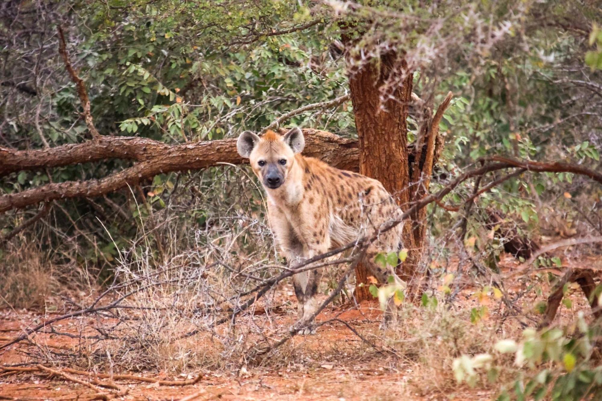 Karongwe Portfolio- Shiduli Private Game Lodge Karongwe Game Reserve Εξωτερικό φωτογραφία