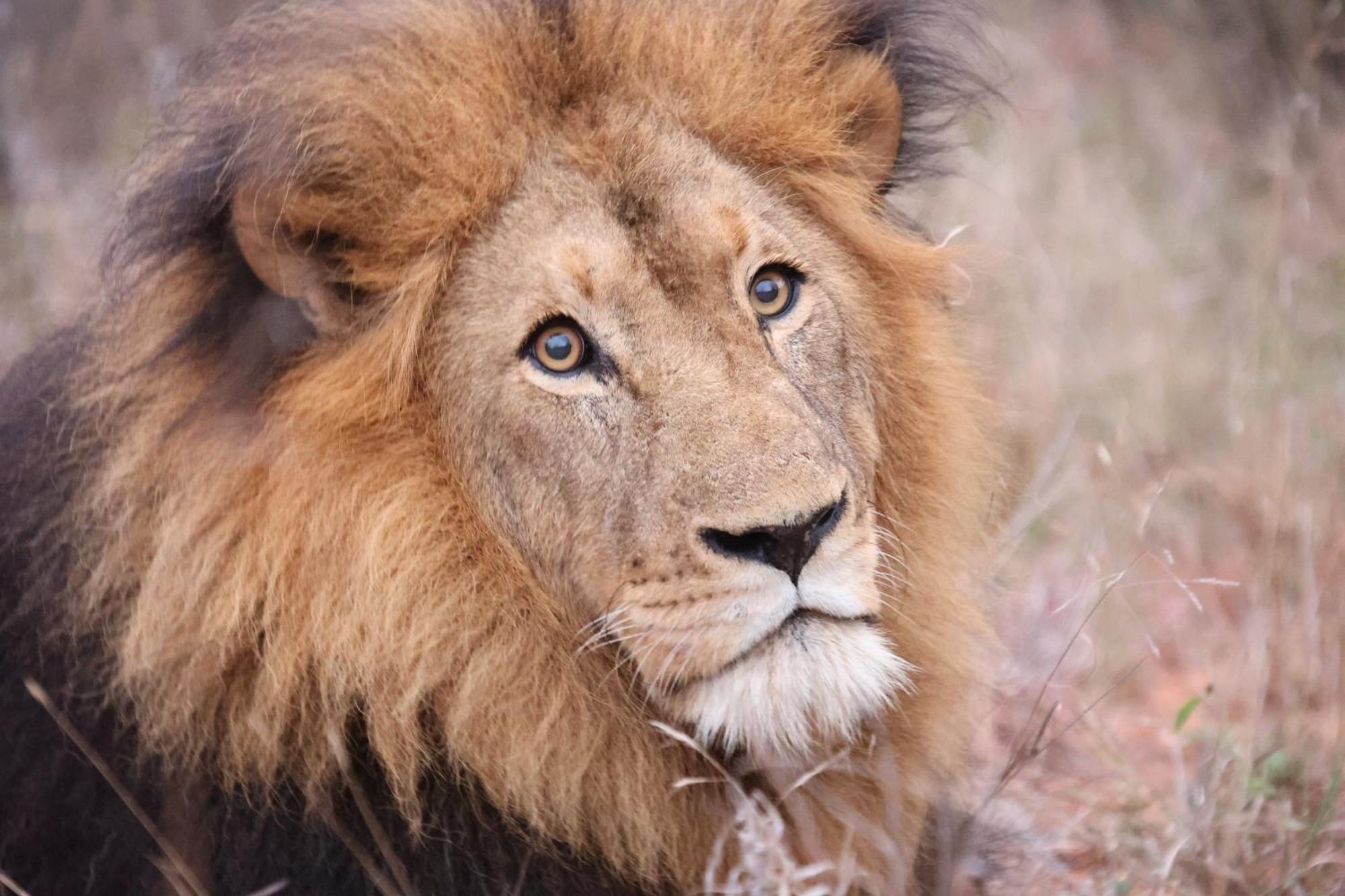 Karongwe Portfolio- Shiduli Private Game Lodge Karongwe Game Reserve Εξωτερικό φωτογραφία