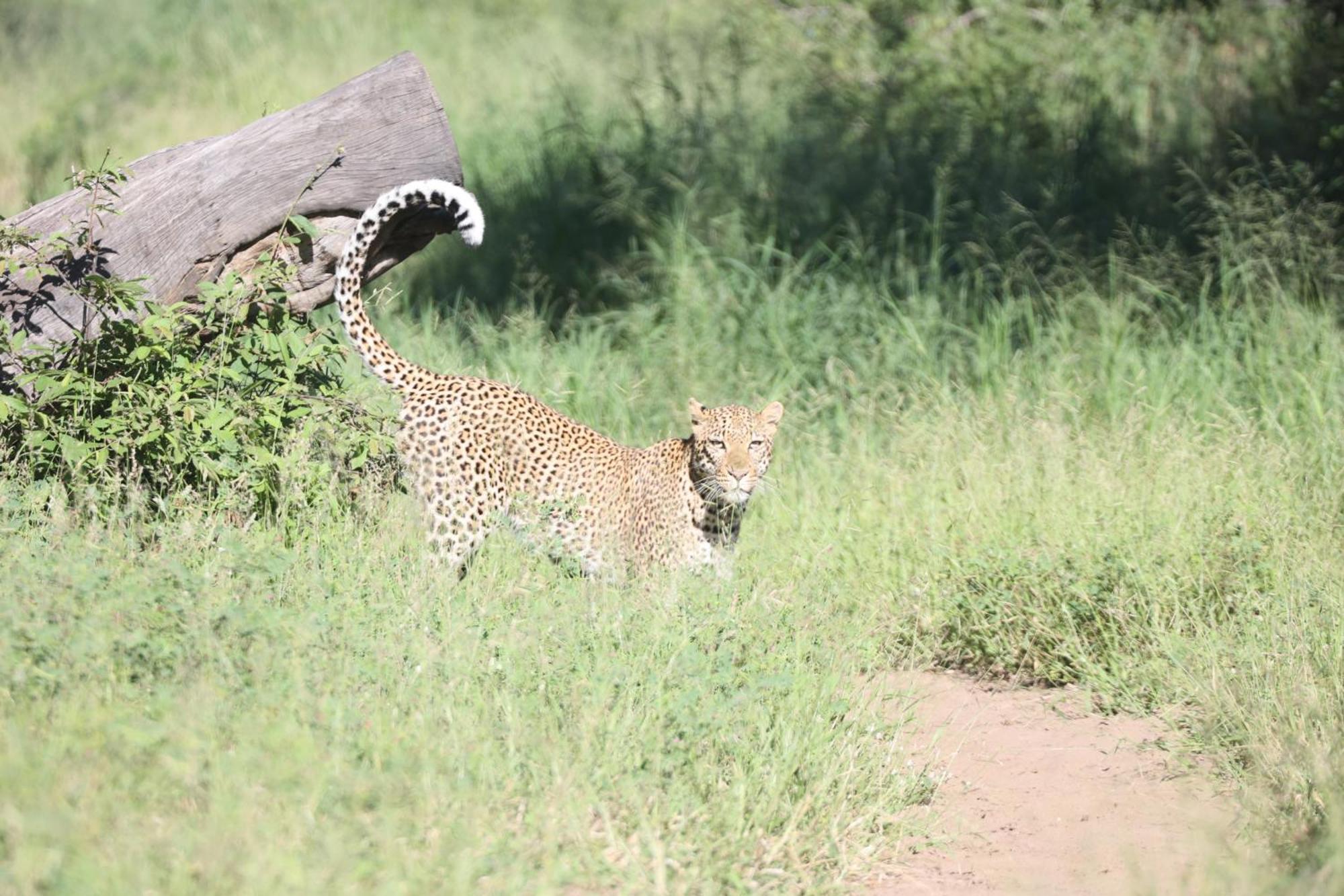 Karongwe Portfolio- Shiduli Private Game Lodge Karongwe Game Reserve Εξωτερικό φωτογραφία