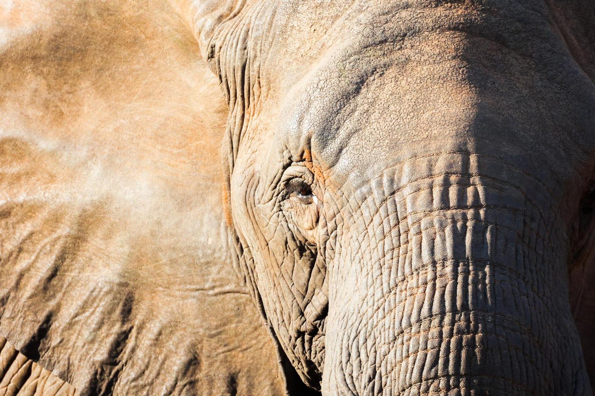 Karongwe Portfolio- Shiduli Private Game Lodge Karongwe Game Reserve Εξωτερικό φωτογραφία